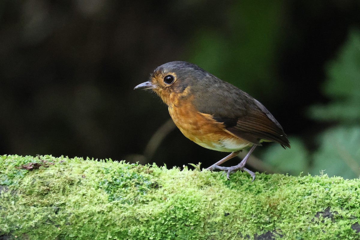 Slate-crowned Antpitta (Slate-crowned) - ML641816051