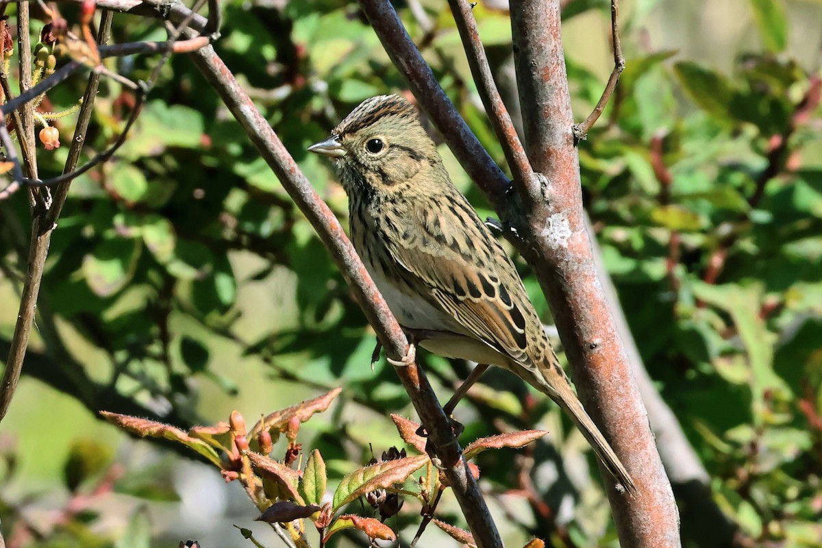 Lincoln's Sparrow - ML641816059