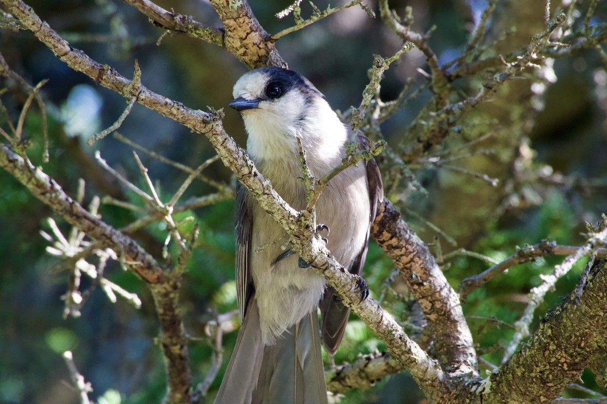 Canada Jay - ML641816061