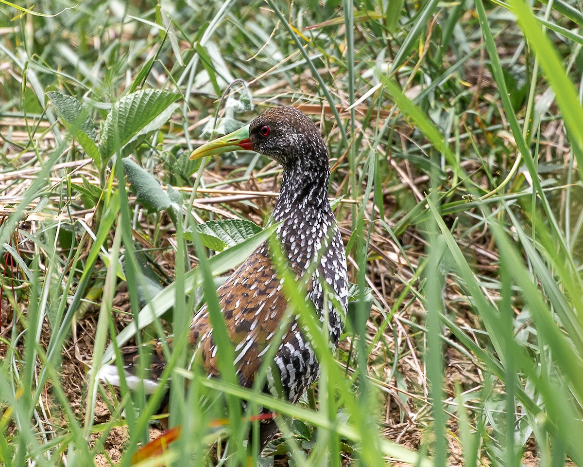 Spotted Rail - ML641816082