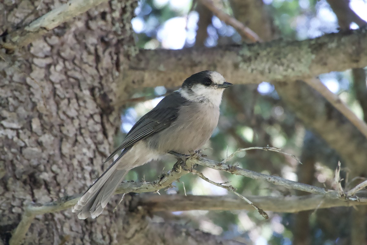 Canada Jay - ML641816085