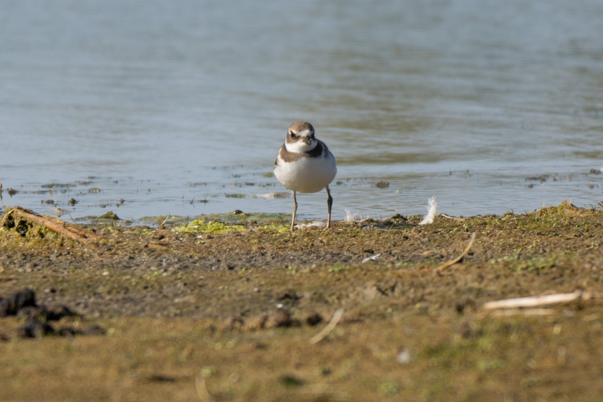 Semipalmated Plover - ML641816088