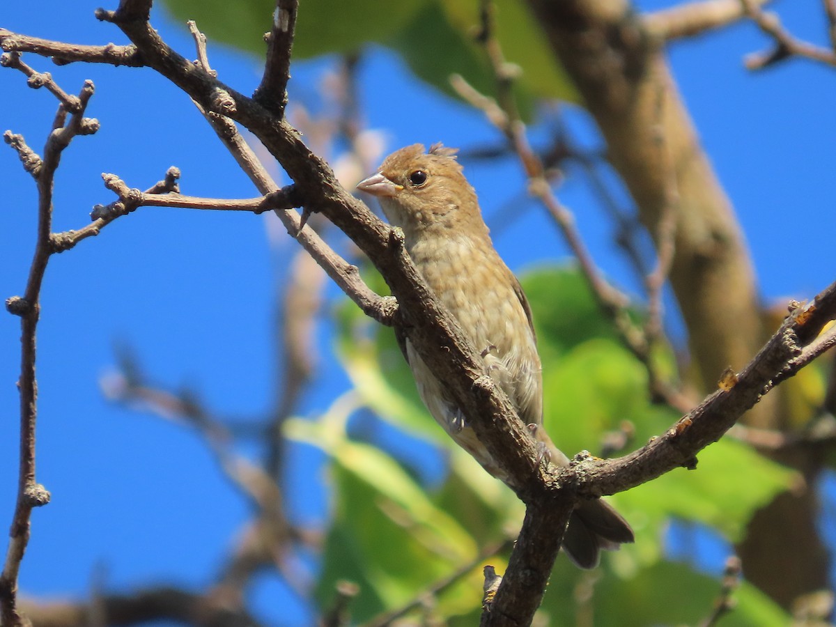 Indigo Bunting - ML641816094
