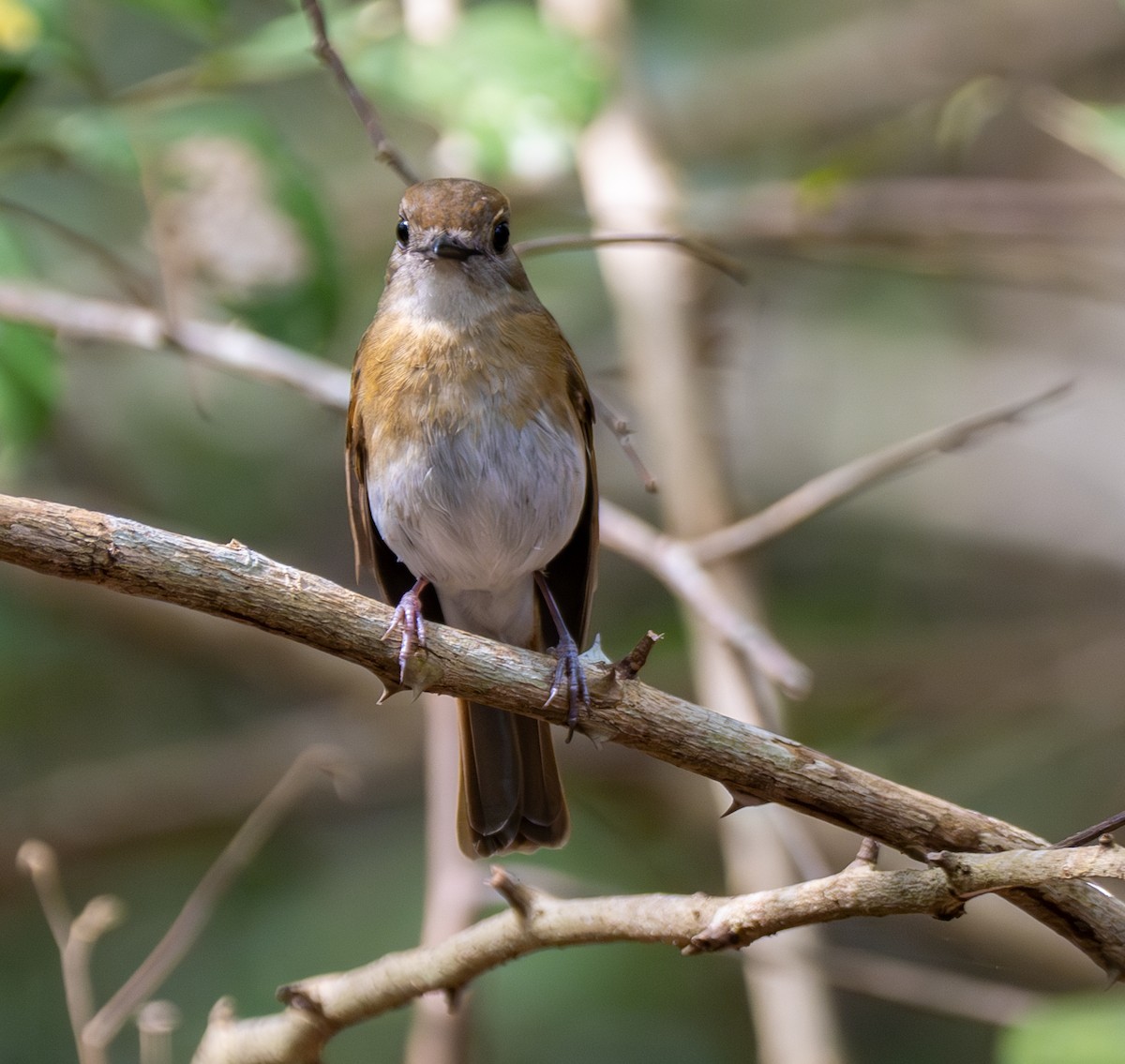 Papamoscas Dorsioliva - ML641816104