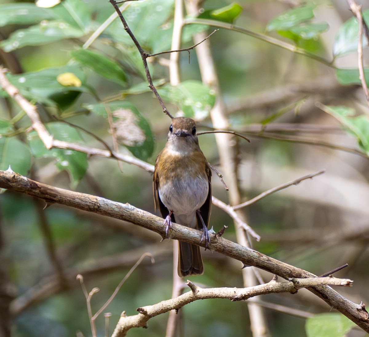 Papamoscas Dorsioliva - ML641816105