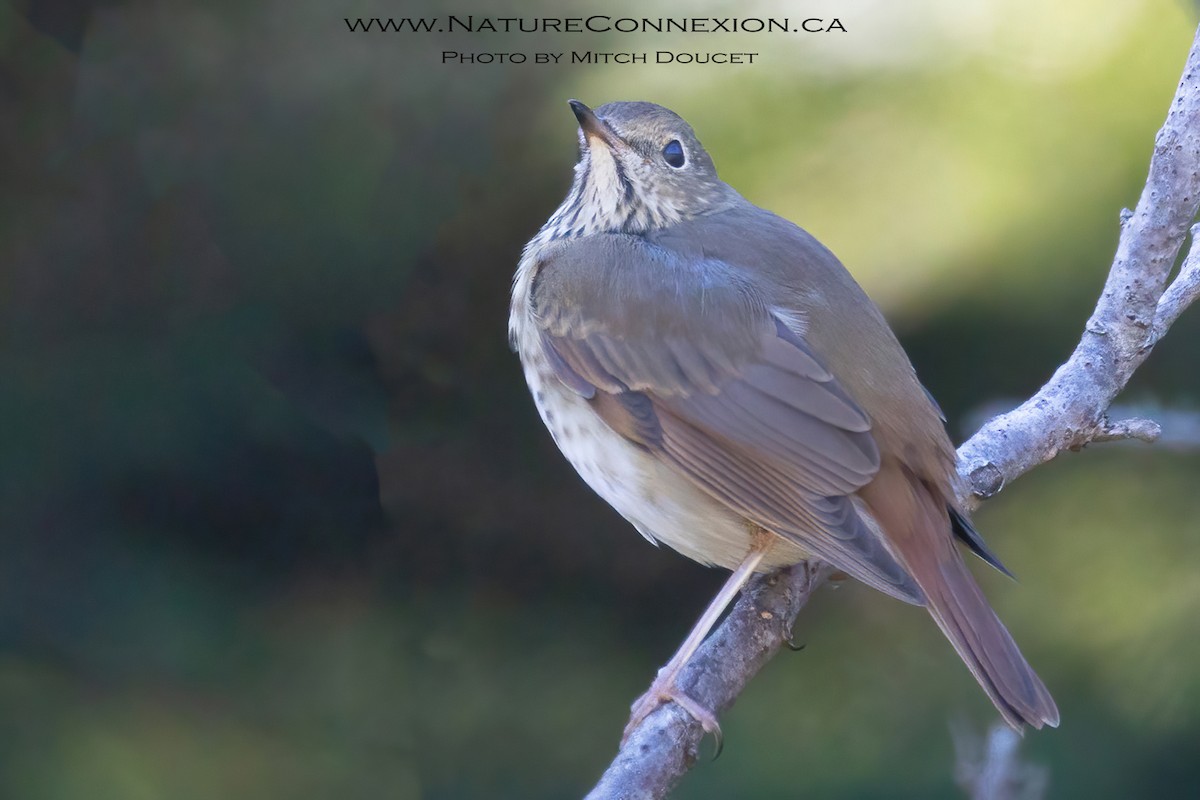 Hermit Thrush - ML641816151