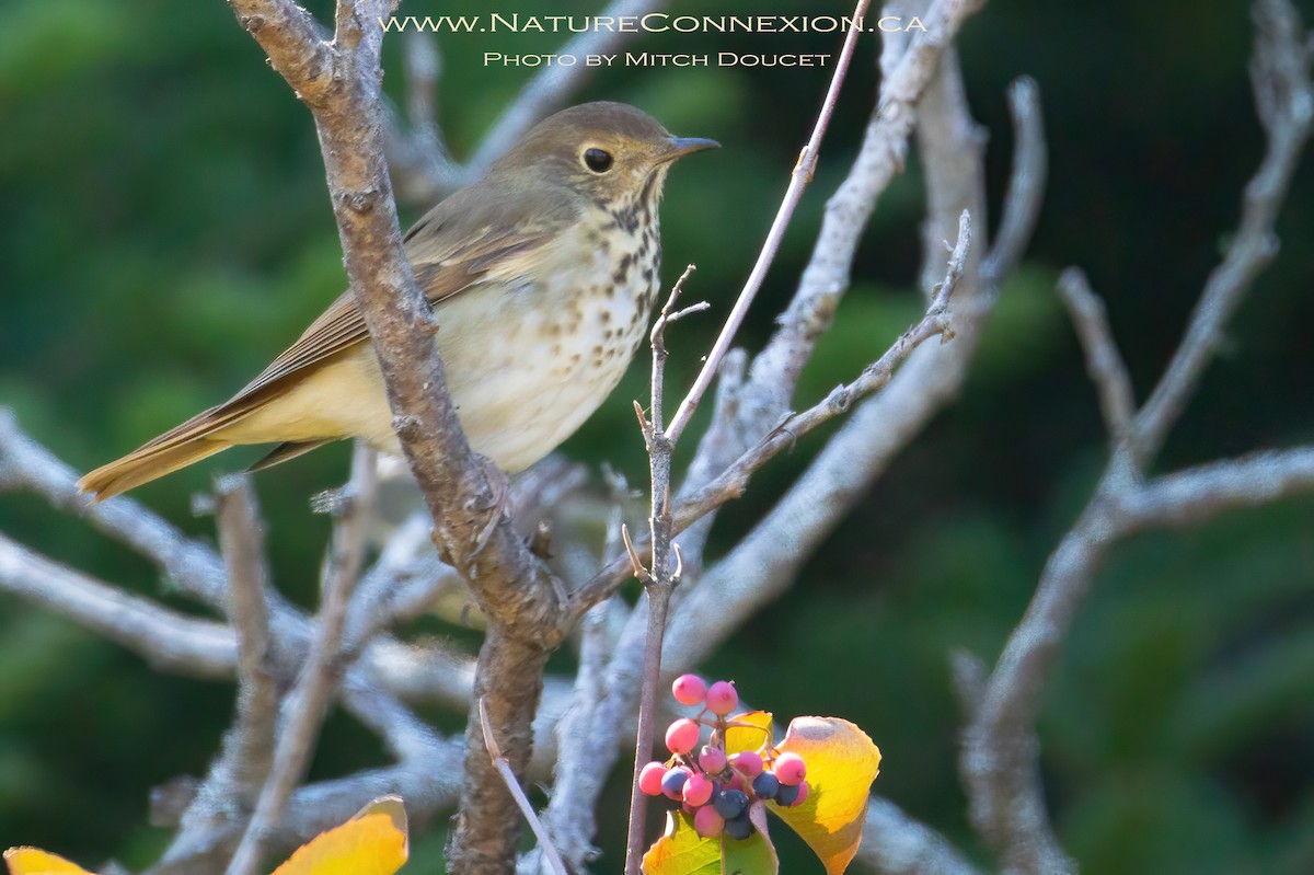 Hermit Thrush - ML641816152