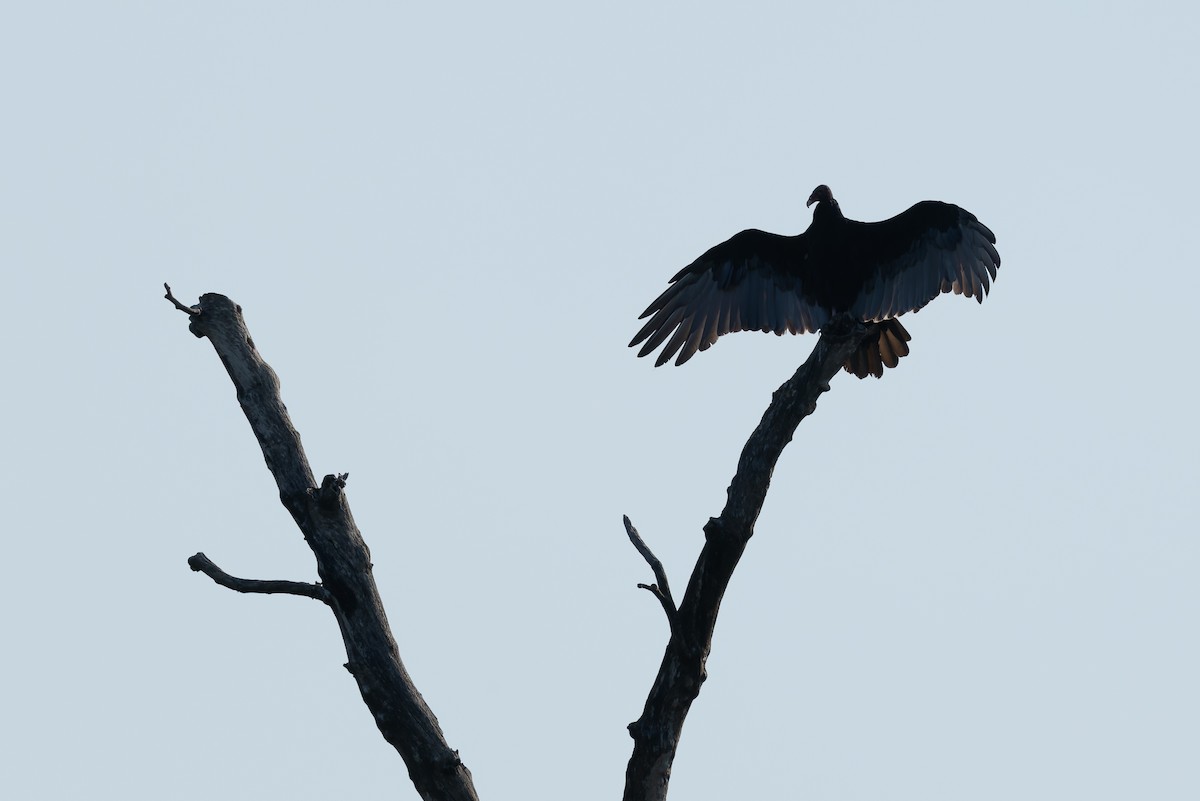 Turkey Vulture - ML641816166