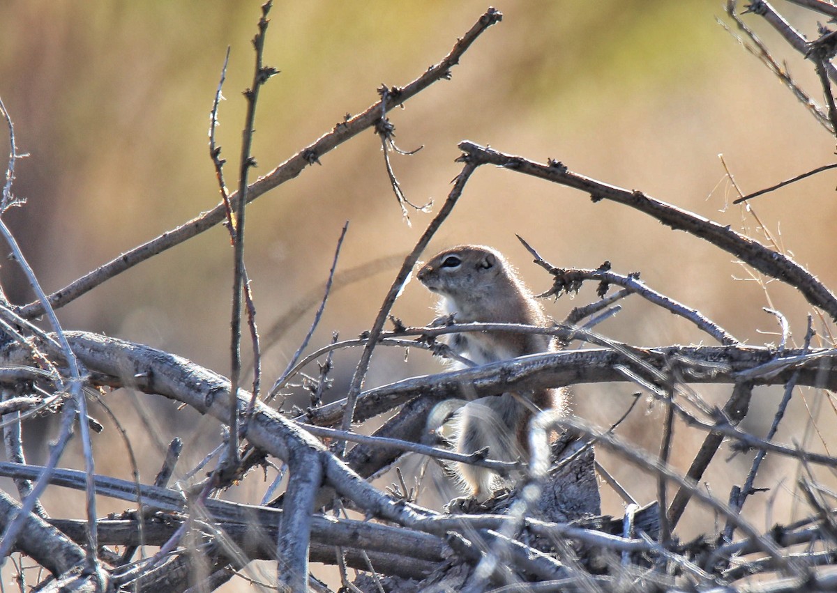 White-tailed Antelope Squirrel - ML641816174
