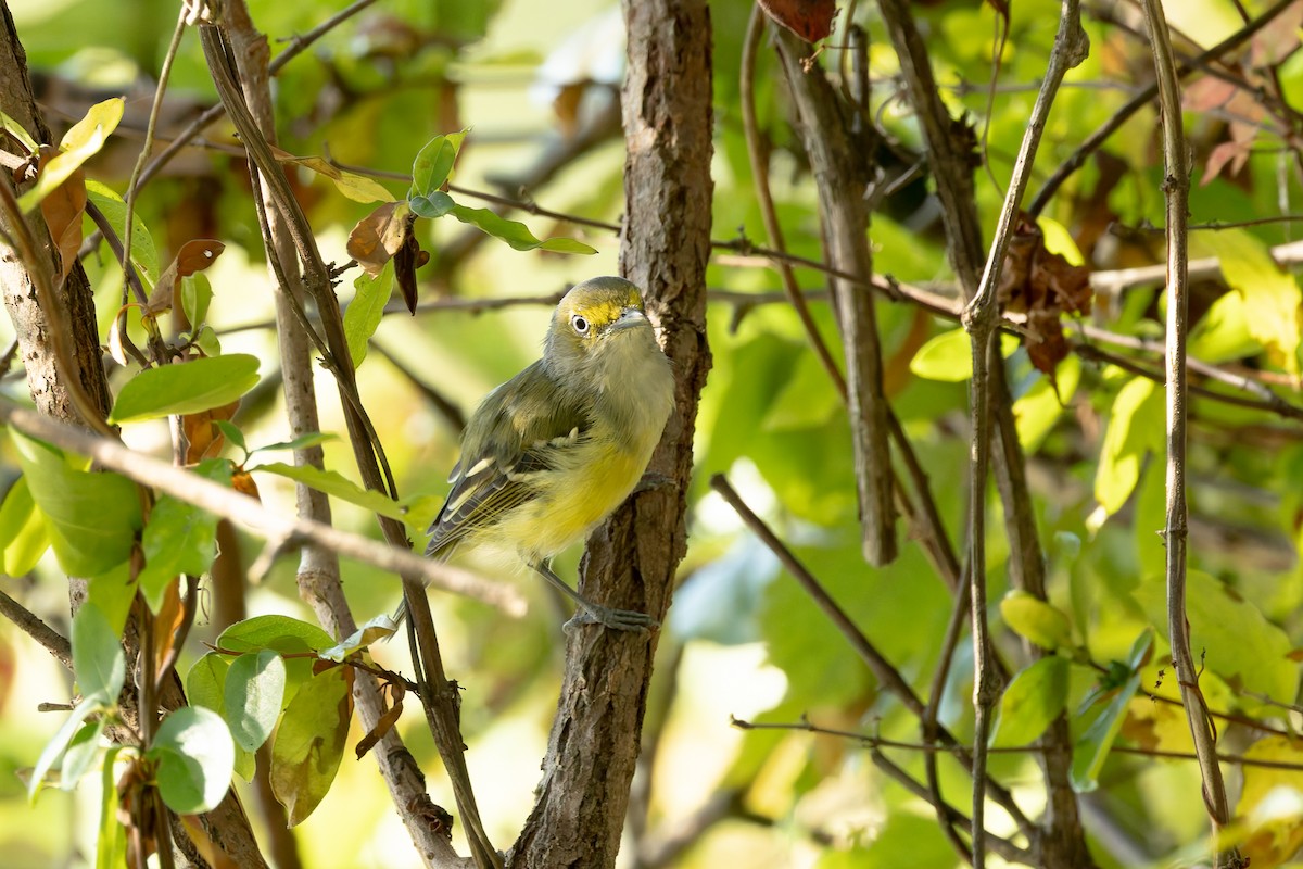 White-eyed Vireo - ML641816184