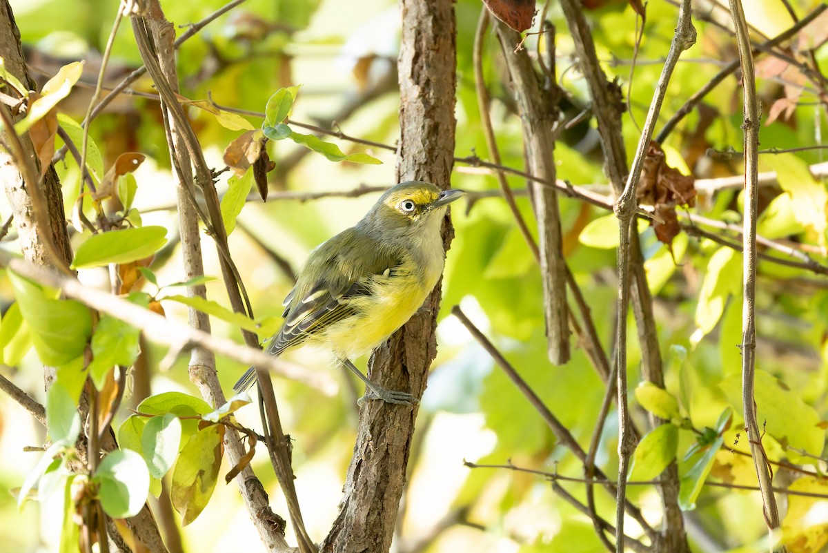 White-eyed Vireo - ML641816186