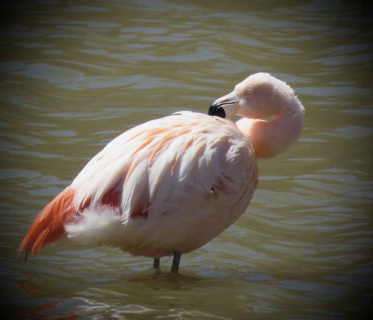 Chilean Flamingo - ML641816187