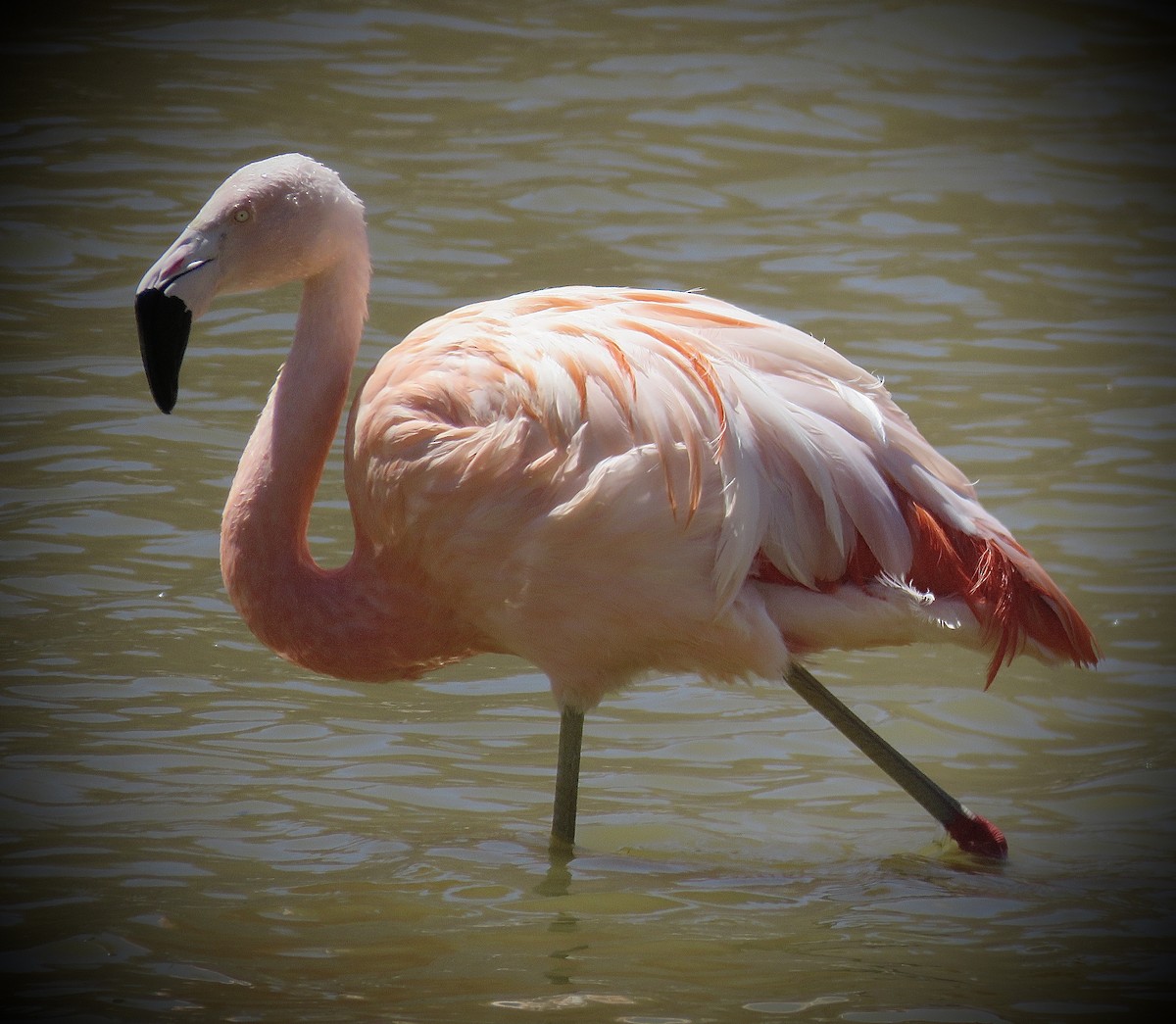 Chilean Flamingo - ML641816189