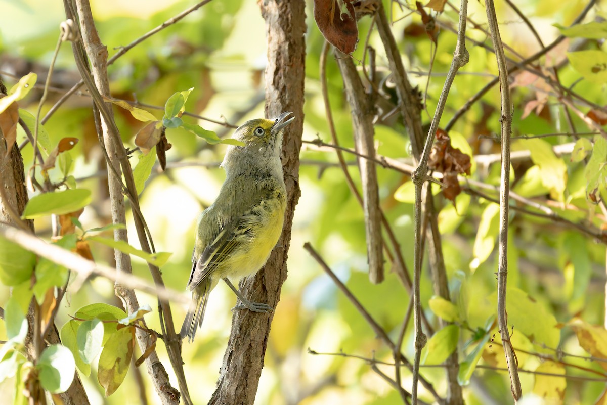 White-eyed Vireo - ML641816190