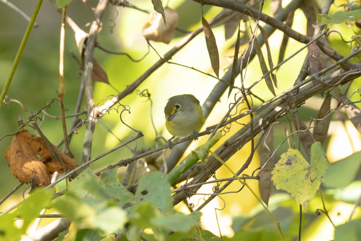 White-eyed Vireo - ML641816191