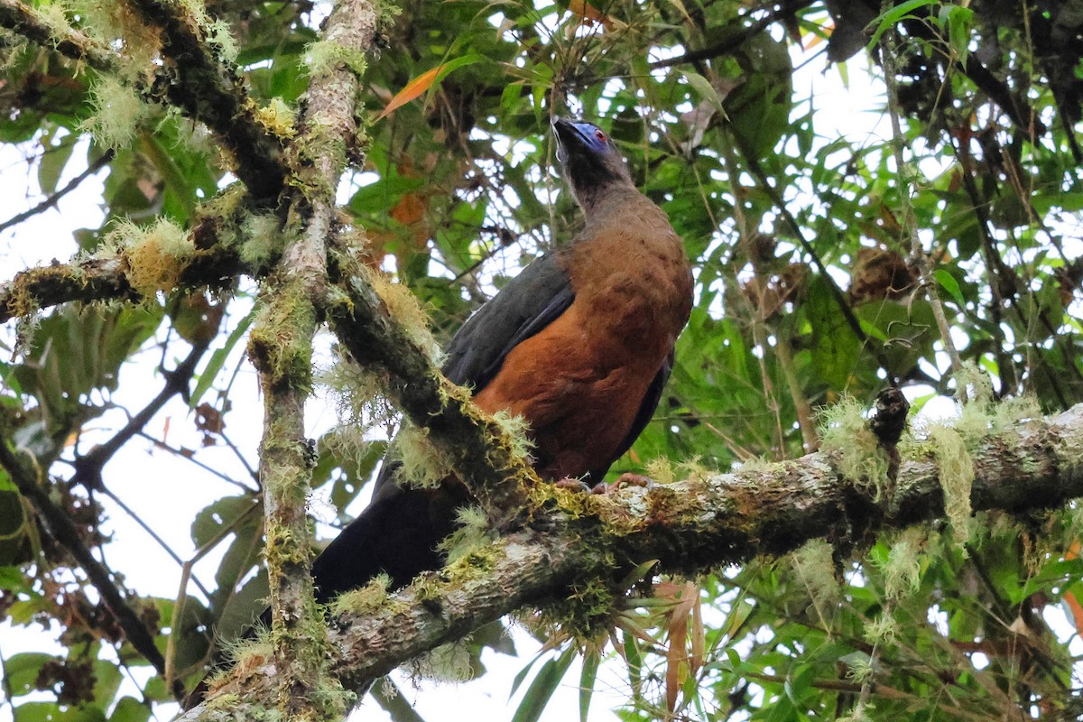 Sickle-winged Guan - ML641816210