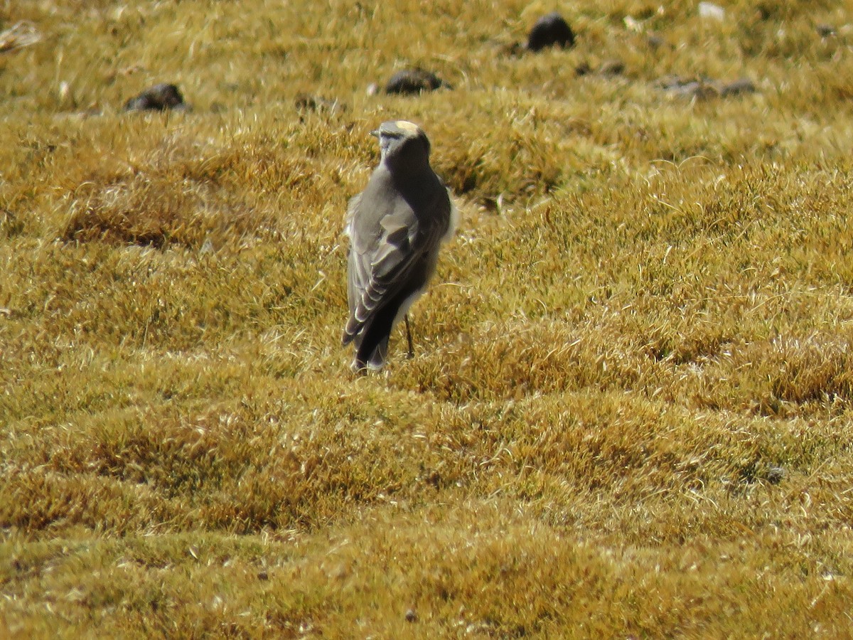 Ochre-naped Ground-Tyrant - ML641816216