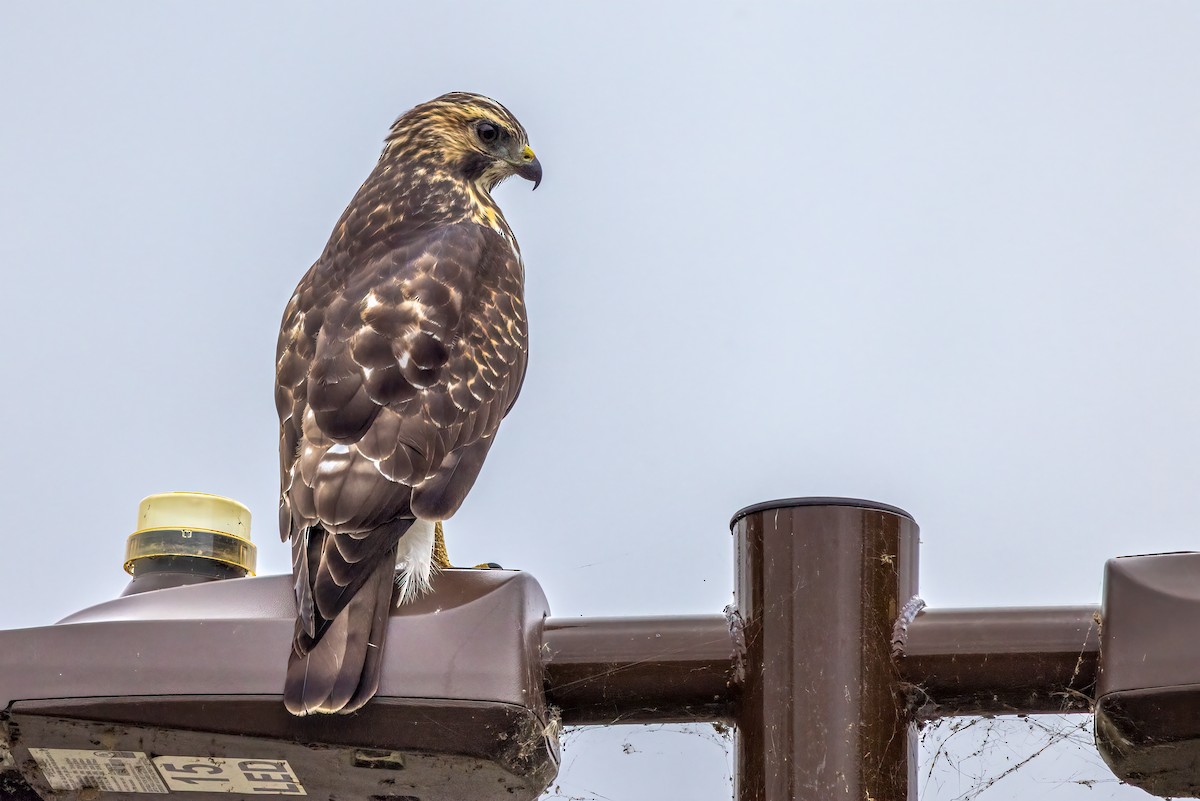 káně širokokřídlá - ML641816224