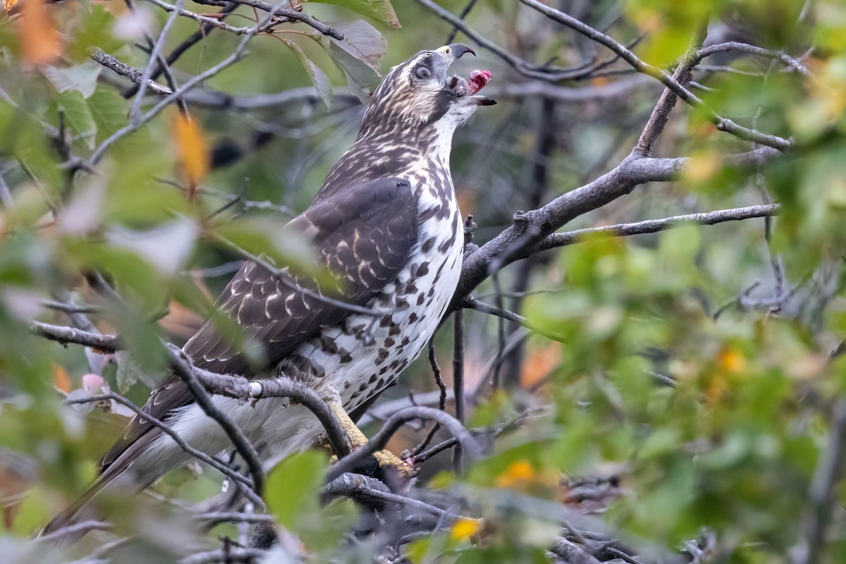 káně širokokřídlá - ML641816225