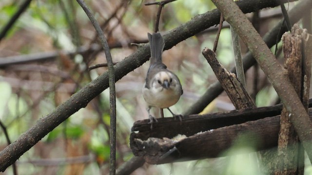 Pale-headed Brushfinch - ML641816232