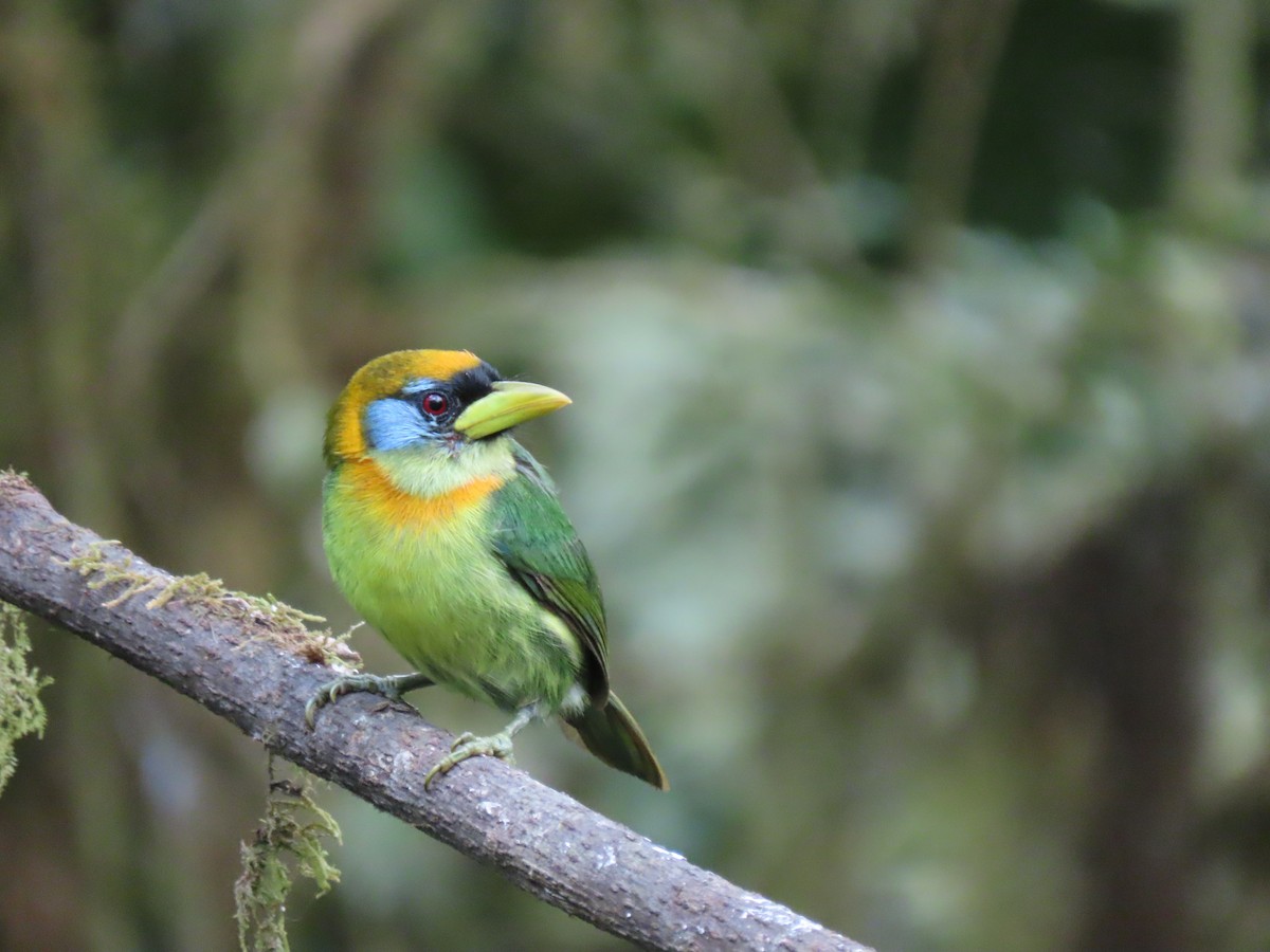 Kırmızı Başlı Barbet - ML641816254