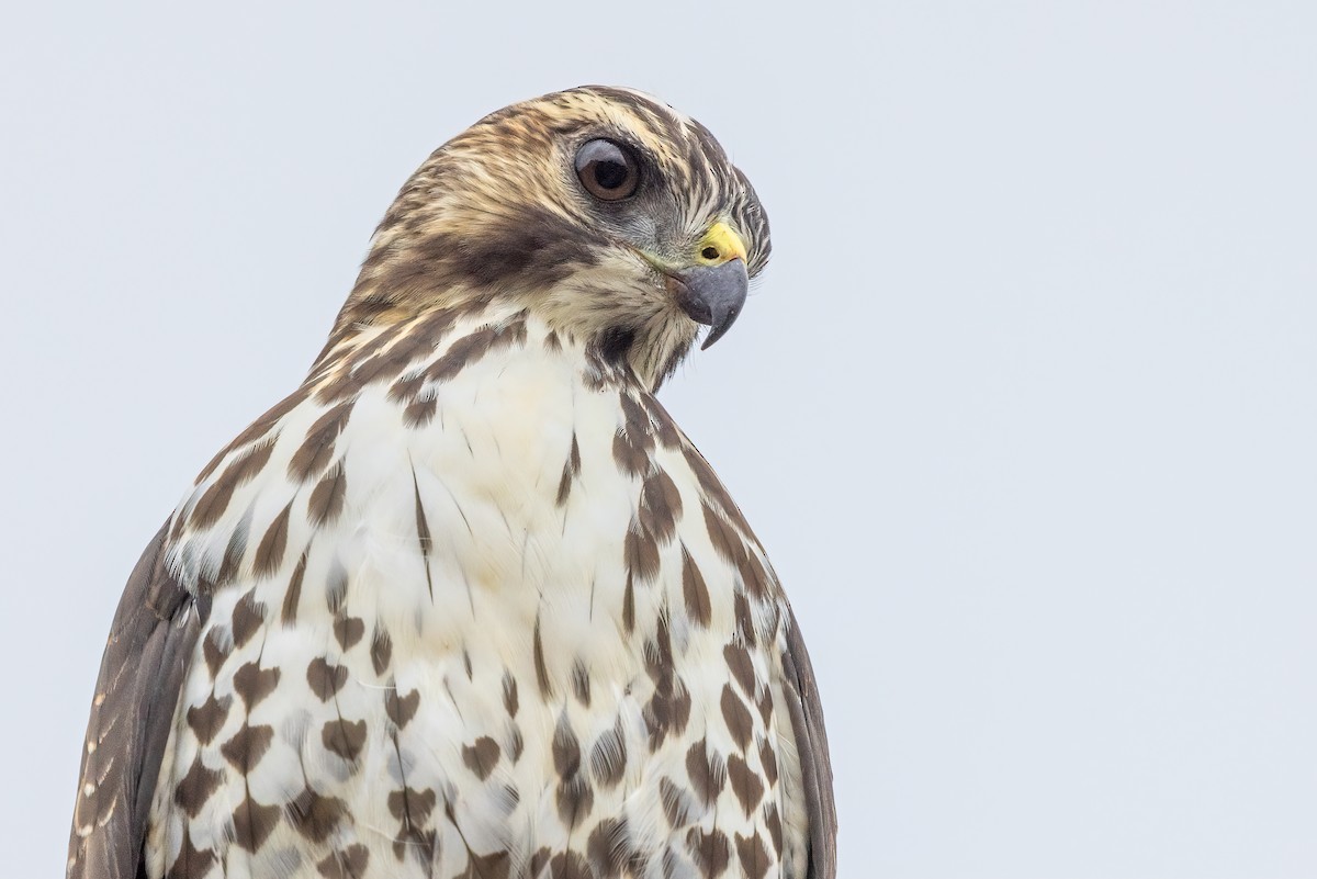 káně širokokřídlá - ML641816259