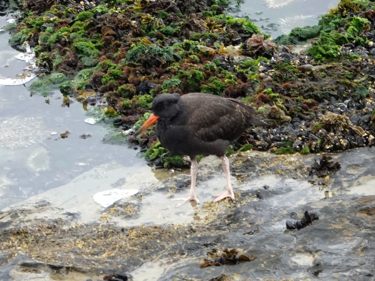 Black Oystercatcher - ML641816270