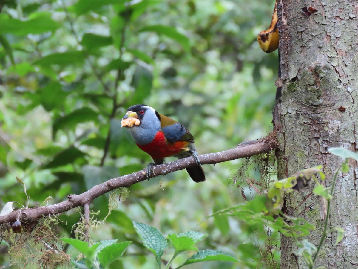 Toucan Barbet - ML641816271