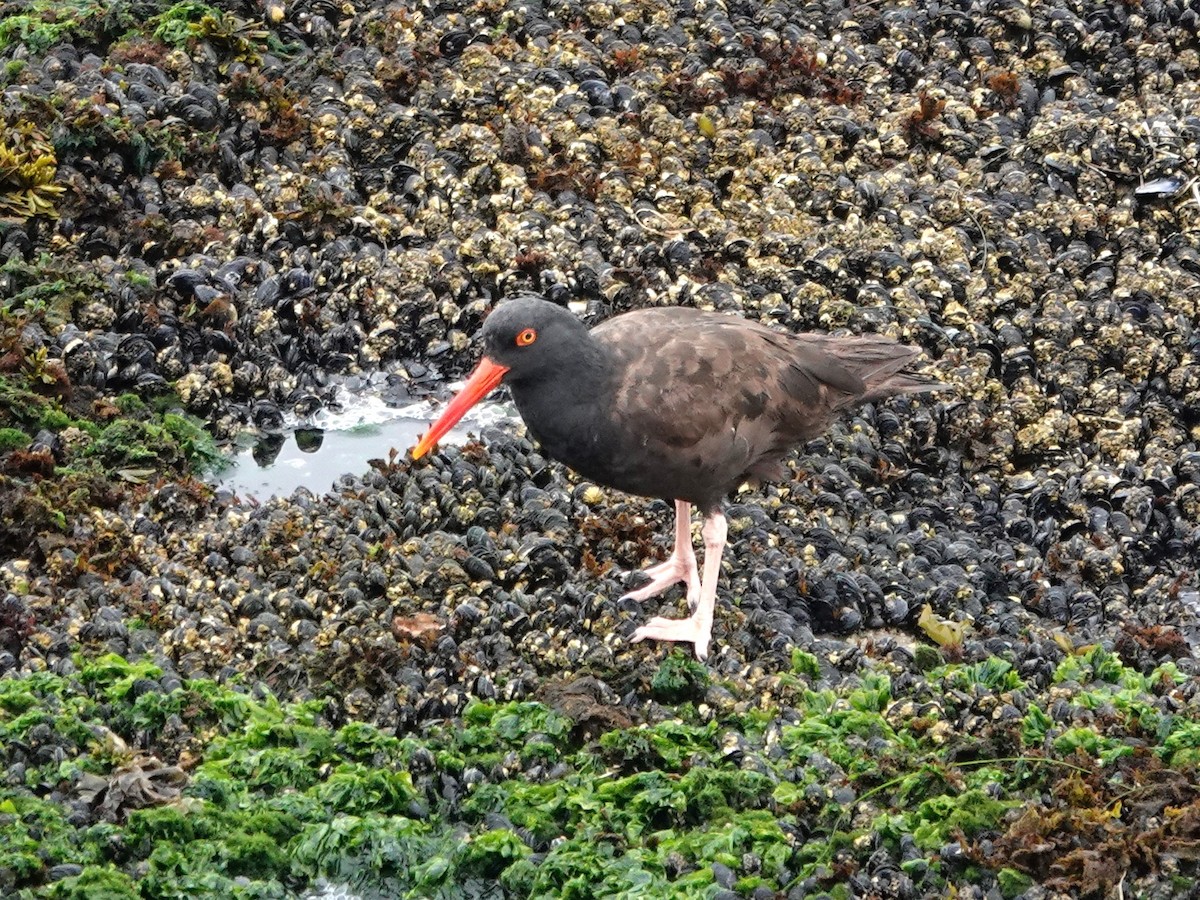 Black Oystercatcher - ML641816272