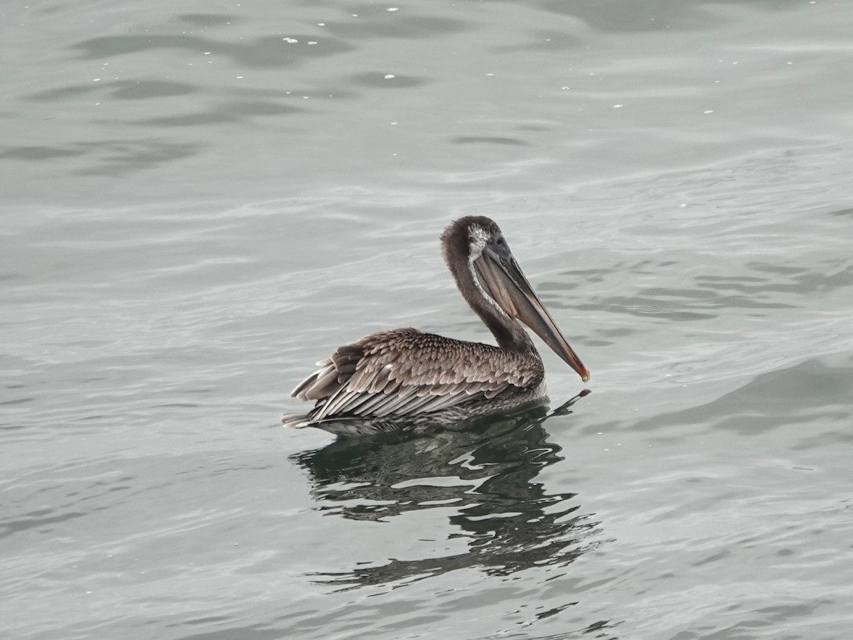 Brown Pelican - ML641816278