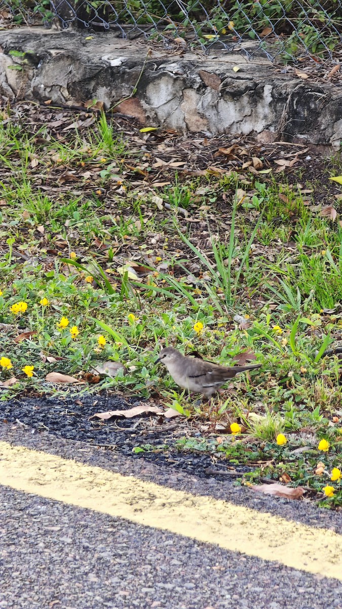 Picui Ground Dove - ML641816330
