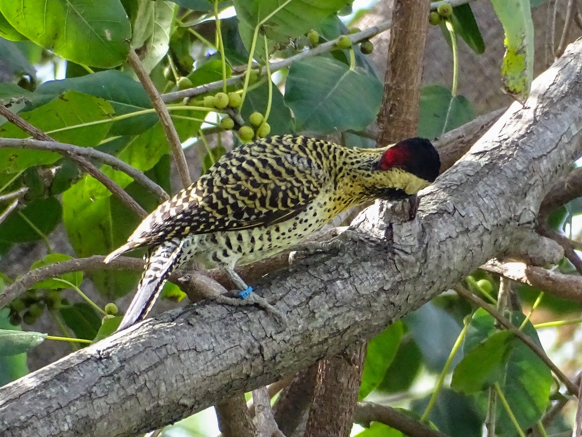 Green-barred Woodpecker - ML641816356