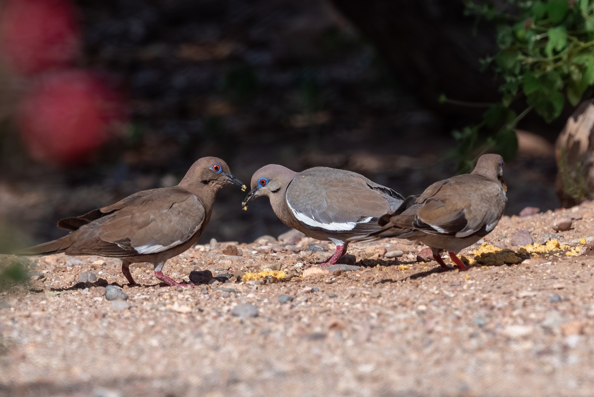 White-winged Dove - ML641816384