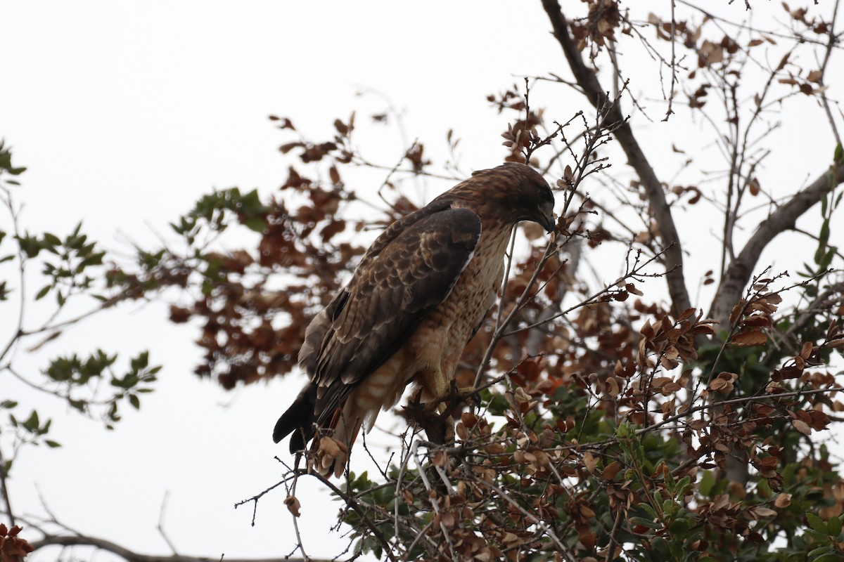 Red-tailed Hawk - ML641816385