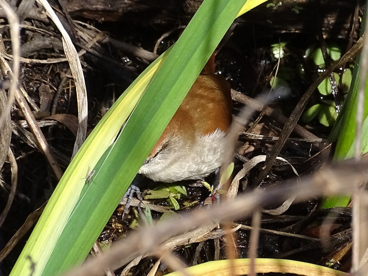 Yellow-chinned Spinetail - ML641816388