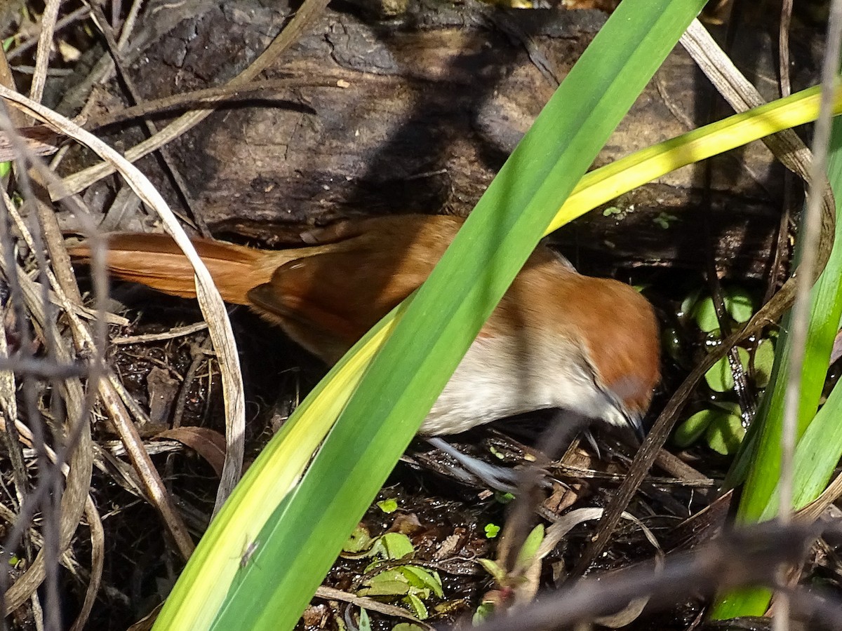 Yellow-chinned Spinetail - ML641816389