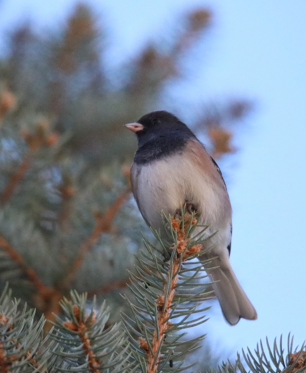 Dark-eyed Junco (Pink-sided) - ML641816392