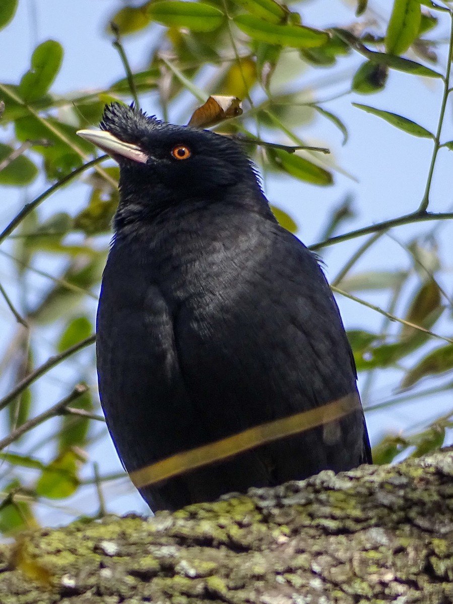 Crested Myna - ML641816397