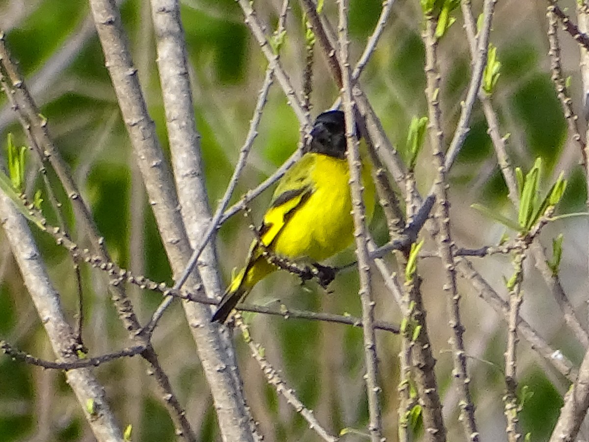 Hooded Siskin - ML641816402