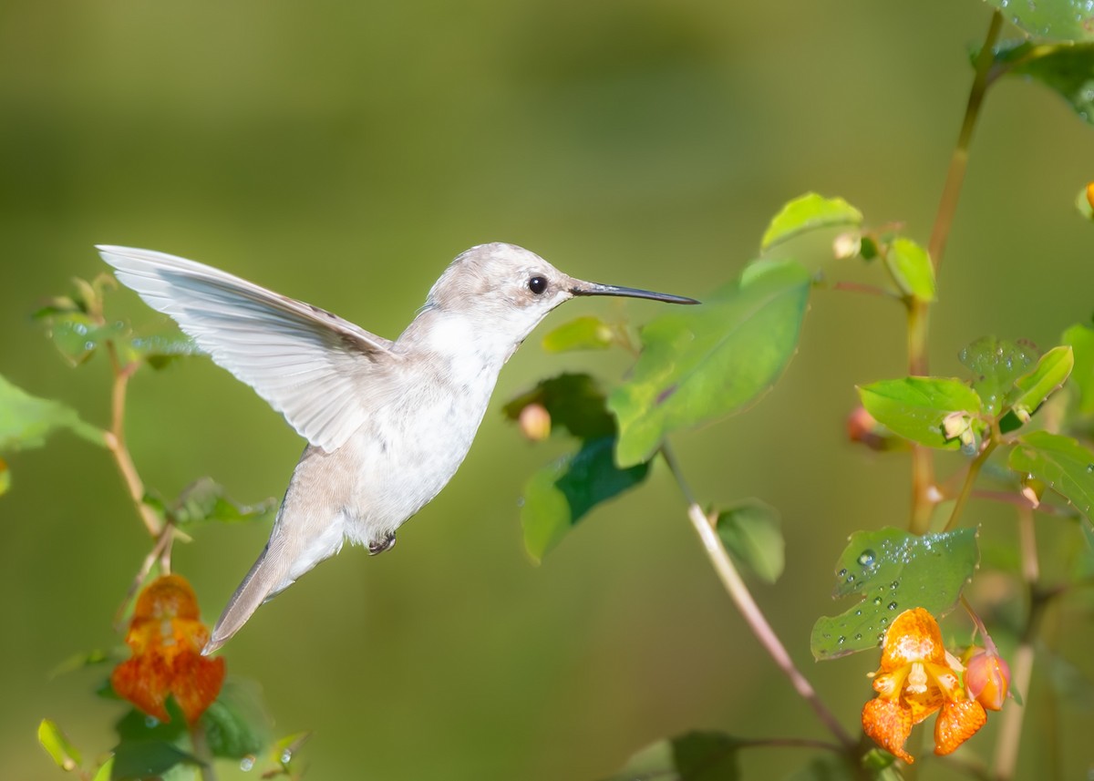 Colibri à gorge rubis - ML641816404