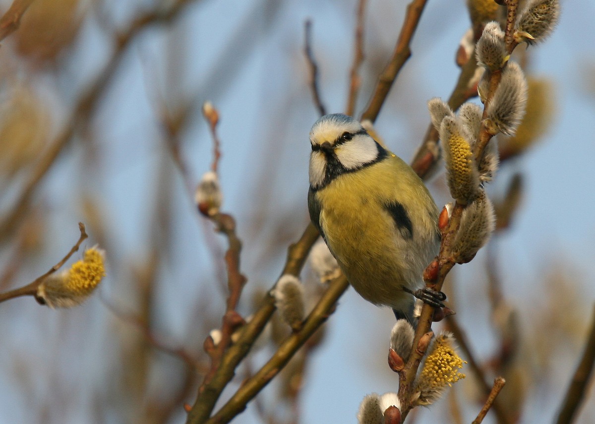 Eurasian Blue Tit - ML64181641