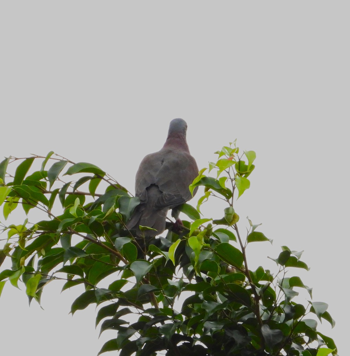 Pale-vented Pigeon - ML641816418