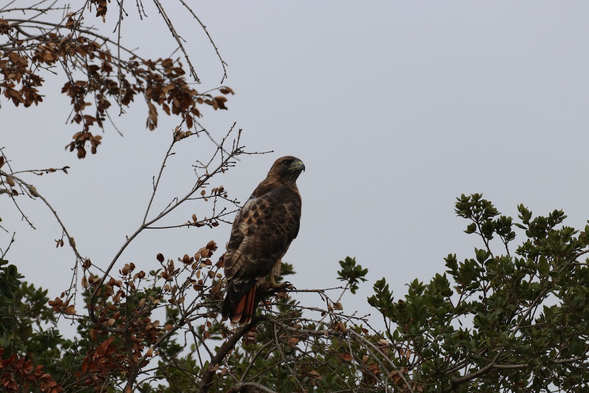 Red-tailed Hawk - ML641816421