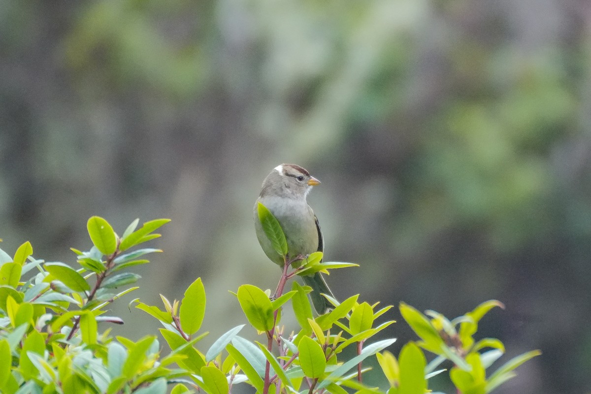 White-crowned Sparrow (nuttalli) - ML641816433