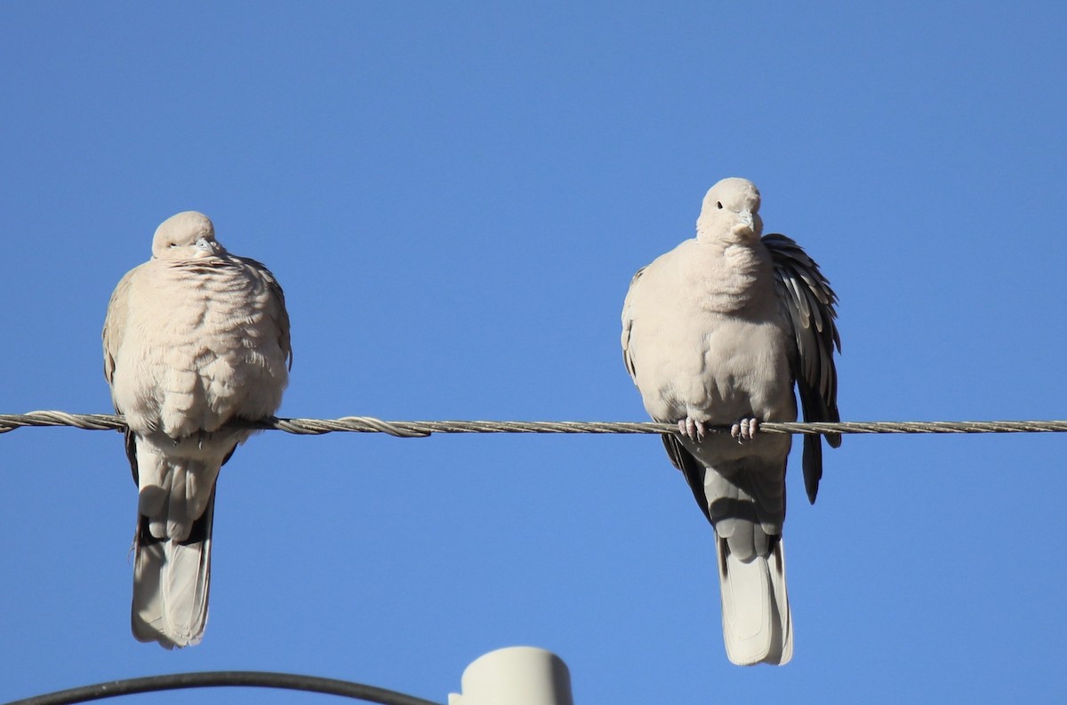 Eurasian Collared-Dove - ML641816439