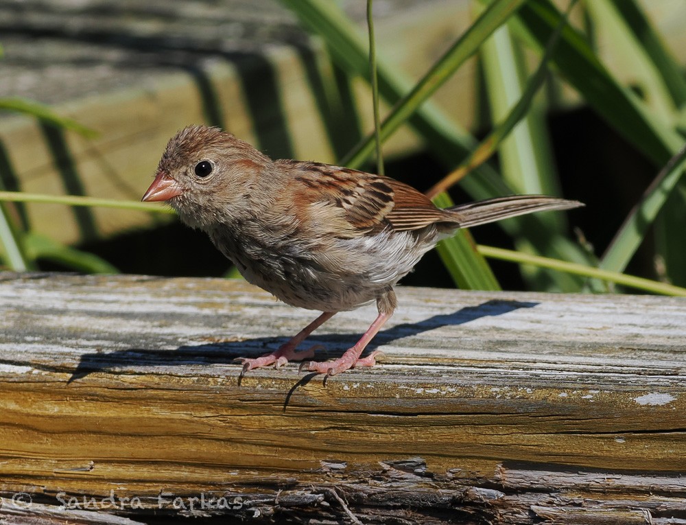 Field Sparrow - ML641816440