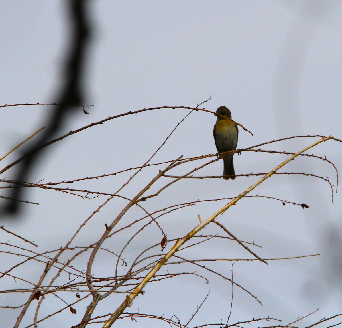 Lazuli Bunting - ML641816447