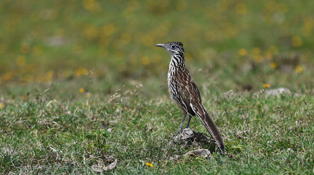 Lesser Roadrunner - ML641816467