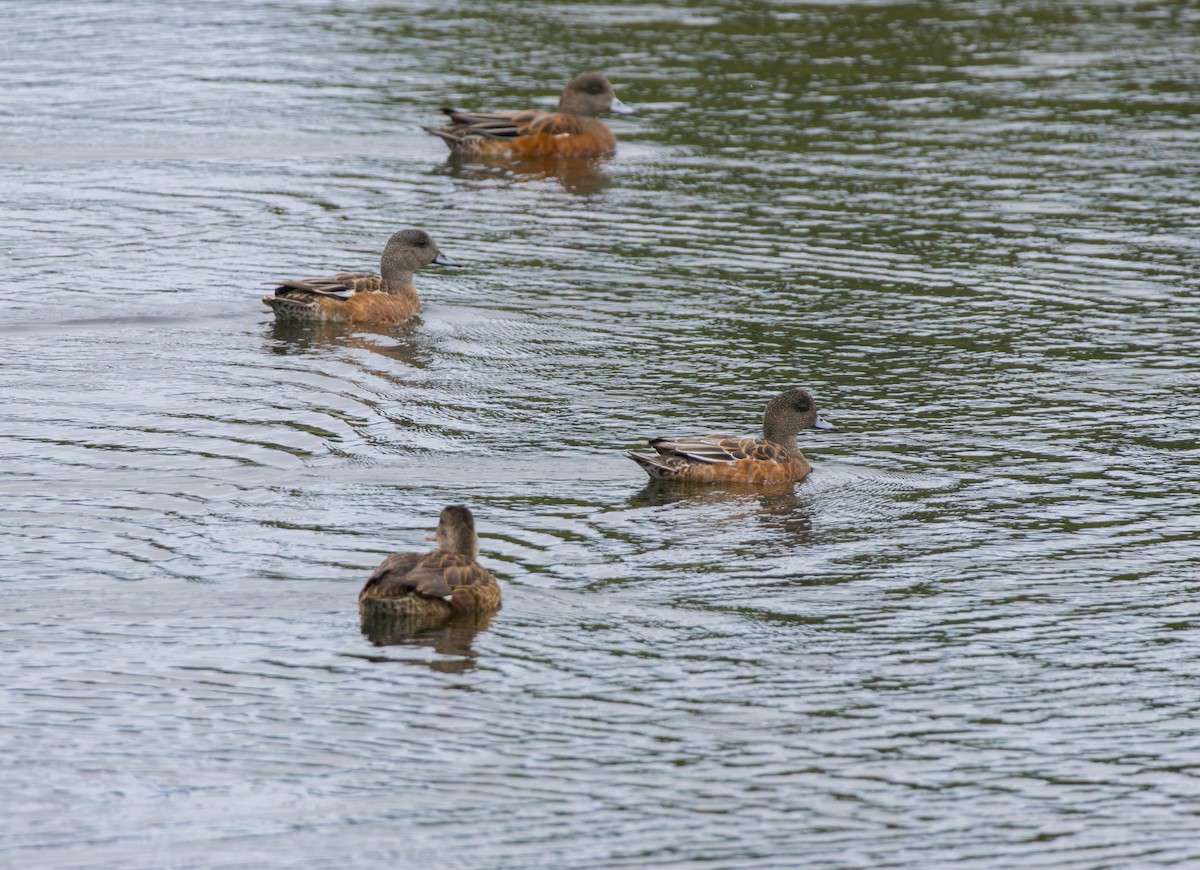 Canard d'Amérique - ML641816487