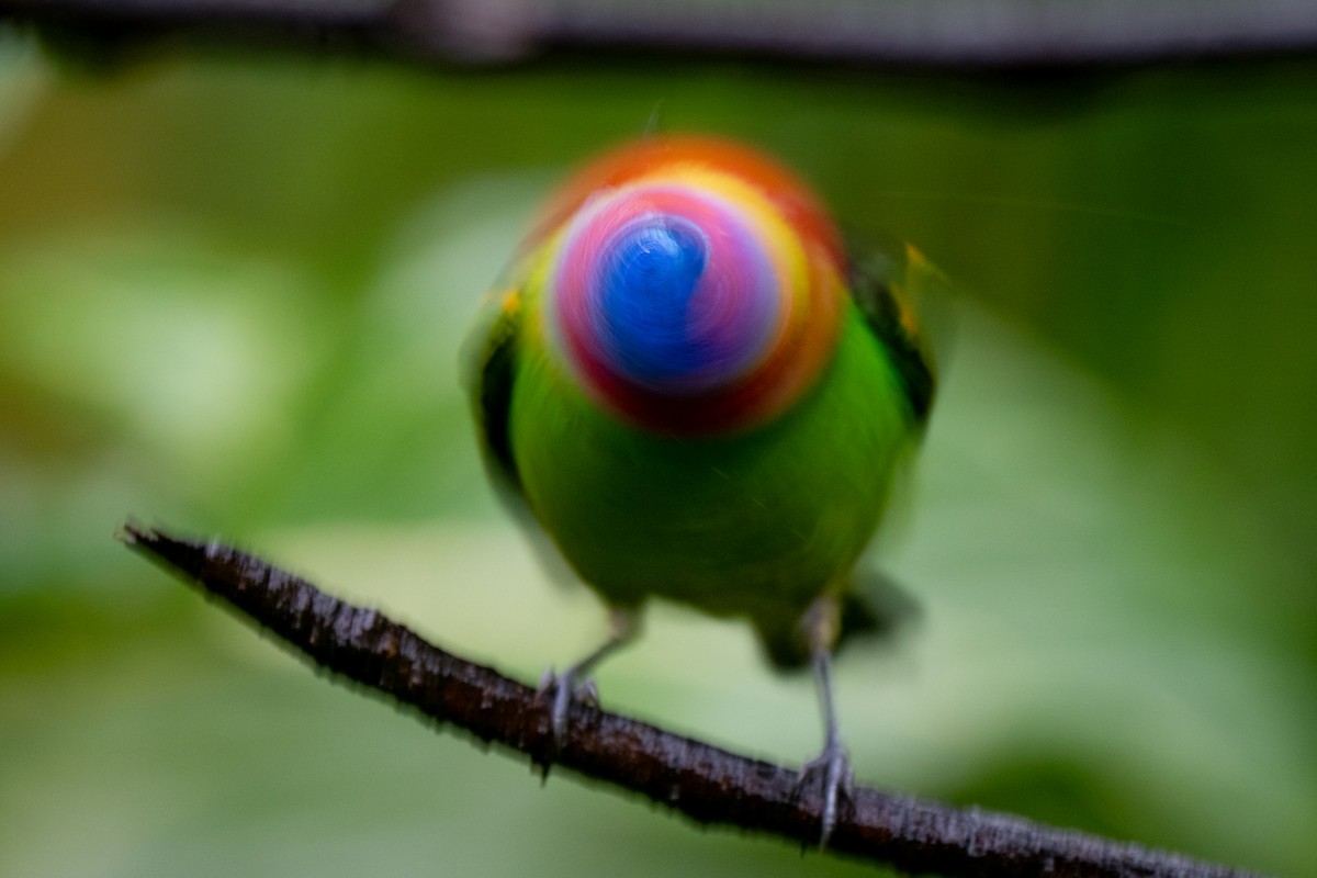 Red-necked Tanager - ML641816501